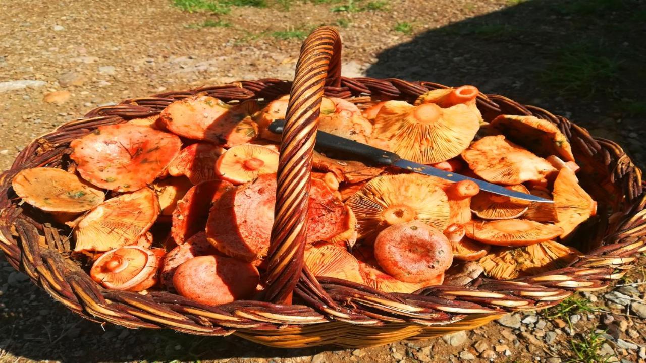 Can Nitu Camprodon Ngoại thất bức ảnh